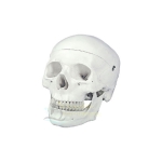Skull Model, Natural Size 3 Pc