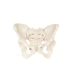 Pelvis Skeleton, Female.