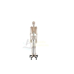 Skeleton Model Human full Oversize.