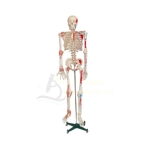 Skeleton Model with Muscles