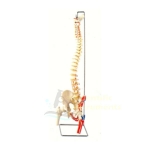 Spine Model, Femur Heads/Muscles.